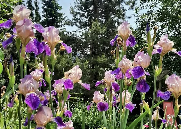 Bernhardsberg Waldkirchen